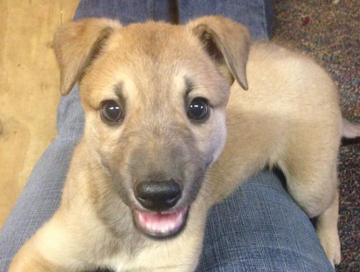 How Much Is A New Puppy Exam